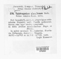 Triphragmium clavellosum image